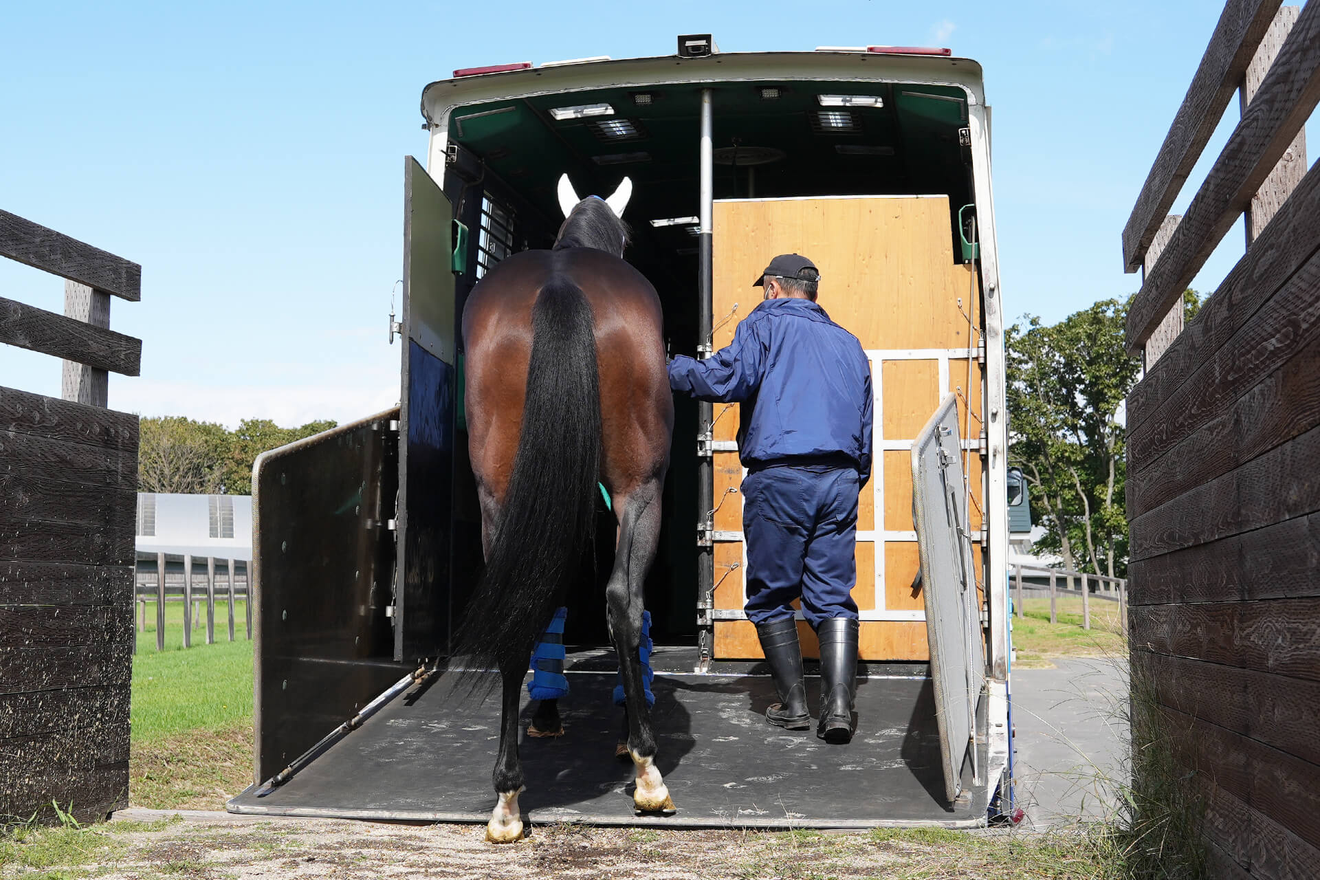 競走馬の馬運車への積み込み